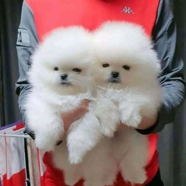 Cuccioli di Pomerania di 13 settimane