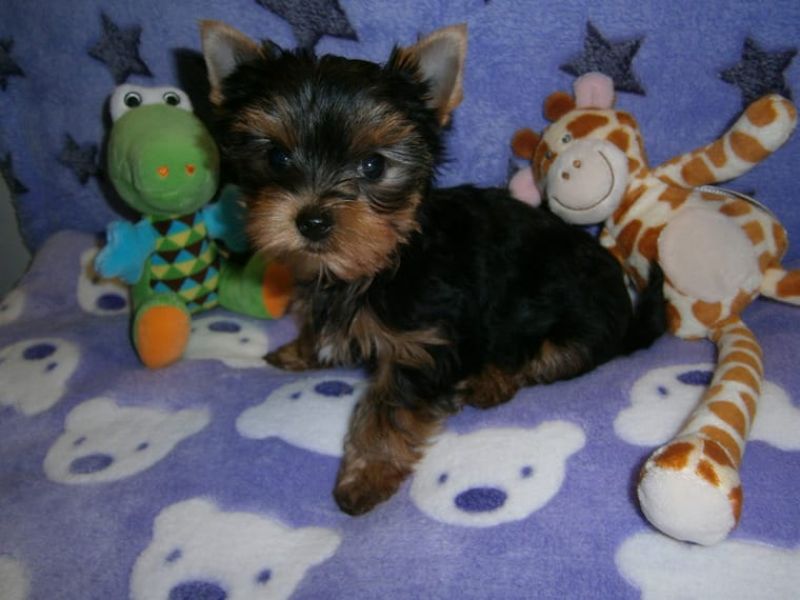  REGALO CUCCIOLI di Yorkie