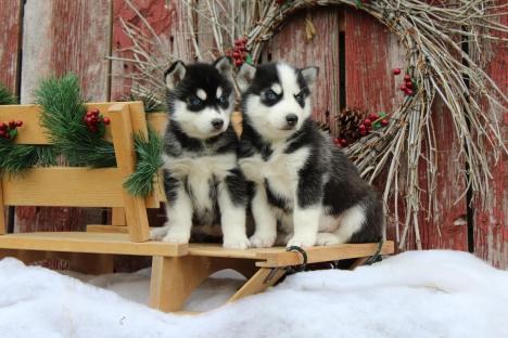 Regalo Cuccioli Siberian Husky 