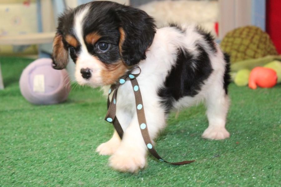  cuccioli di cavalier king femminucce e maschietti in regalo