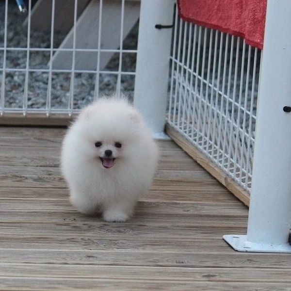 Regalo cuccioli di spitz di pomerania