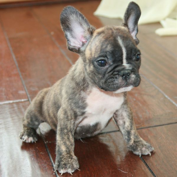 Bulldog Francese