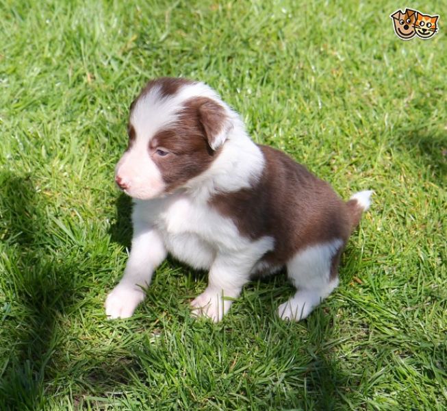 Adorabili cuccioli di border collie femminucce e maschietti disponibili .