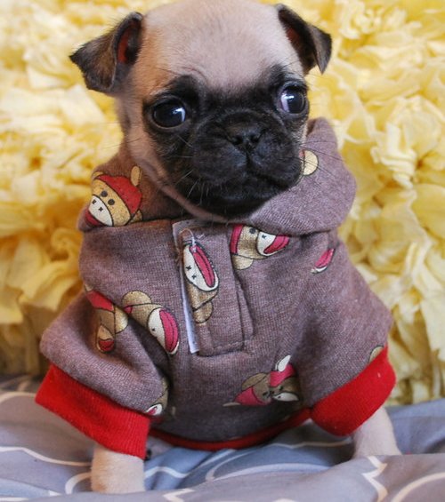  Regalo Cuccioli di Carlino