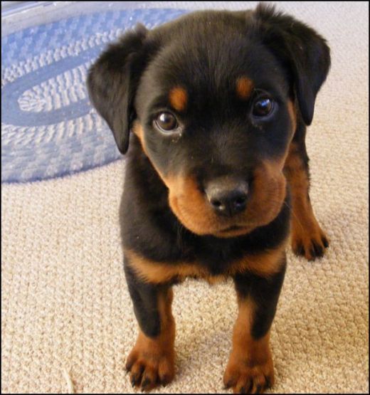  adorabili cuccioli Dobermann femminucce e maschietti disponibili
