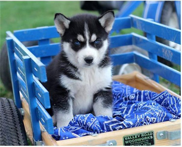  Regalo cuccioli Siberian Husky Maschio e Femmina