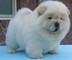 Clicca per ingrandire	disponibilit� di bellissimi cuccioli di Chow Chow.