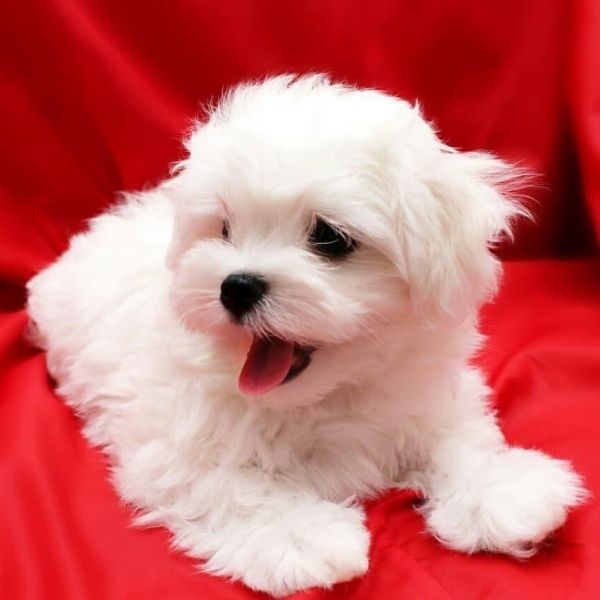 Vendita cucciolo disponibili cuccioli di maltese.