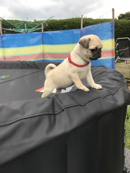 REGALO Cuccioli di Calino