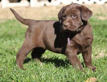 Bello Labrador , Maschio e femmina, in regalo