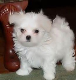 Cuccioli maltese mini toy con pedigree 