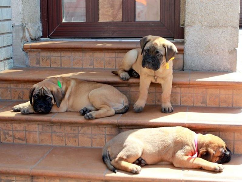 Regalo abbiamo cuccioli di BullMastiff