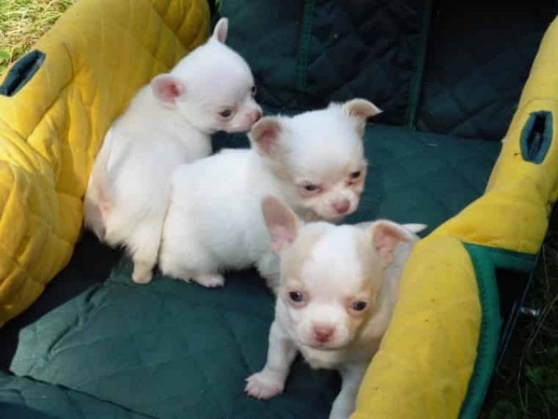  Regalo cuccioli di chihuahua Mini toy