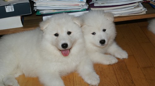  adorabili cuccioli samoiedo femminucce e maschietti disponibili