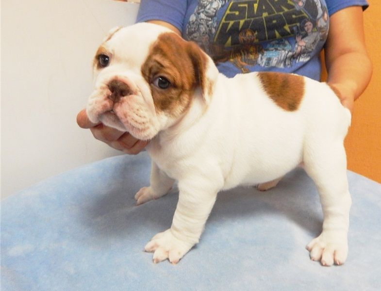  Regalo Bulldog inglese cuccioli disponibili