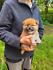 REGALO CUCCIOLI ~DI~ SHIBA INU~MASCHIO SIA FEMMINA  bellissimi cuccioli di shiba inu disponibili sia