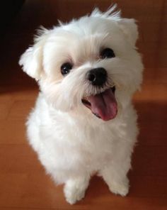 Regalo Maltese Causa Regalo Per Amica 17 Anni
