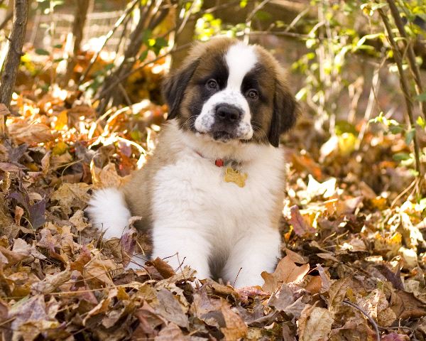 Regalo adorabili cuccioli san bernardo femminucce e maschietti disponibili