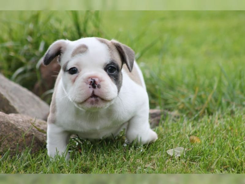 REGALO Cuccioli di Bulldog Francese