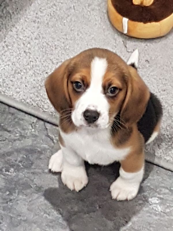 Abbiamo disponibili cuccioli di Beagle Maschi e Femmine