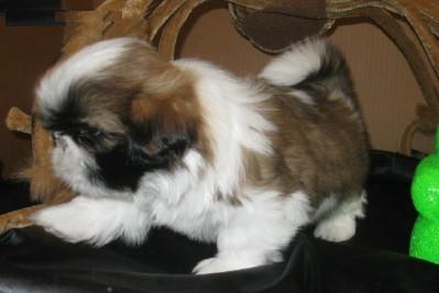  Regalo cuccioli di shitzu