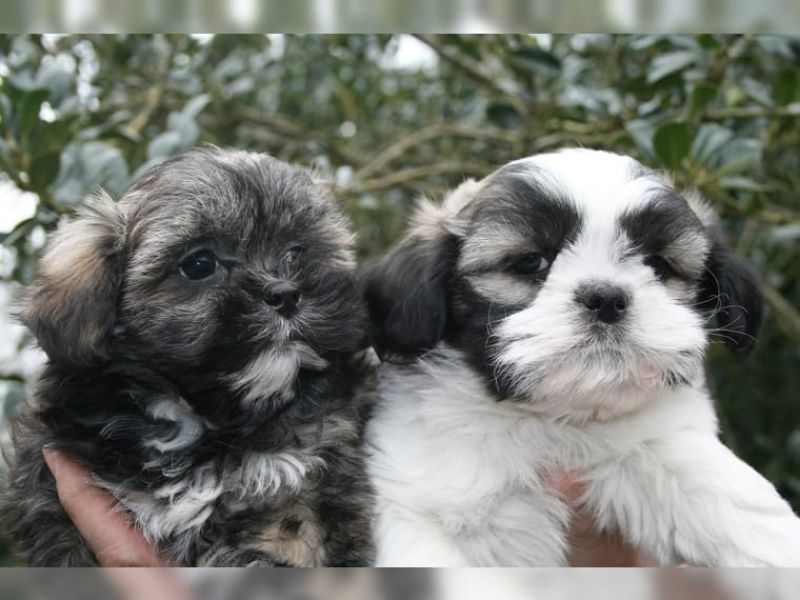 REGALO Cuccioli Shih Tzu