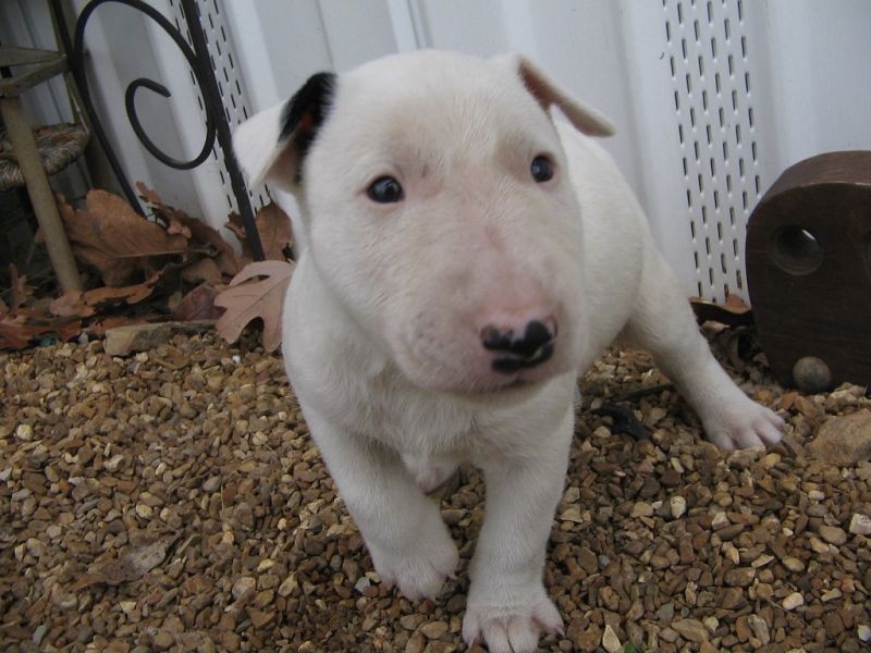  adorabili cuccioli di bull terrier femminucce e maschietti disponibili .