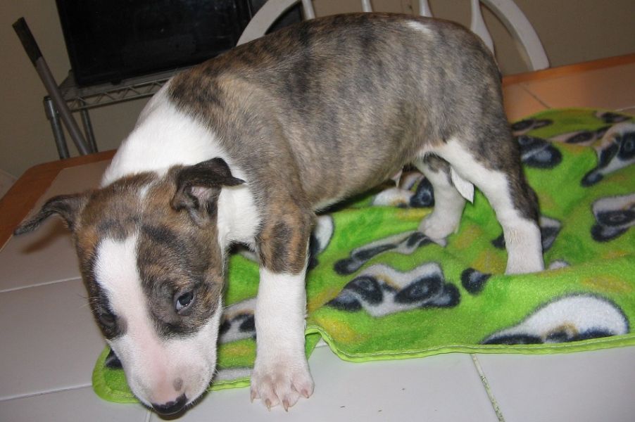  adorabili cuccioli di bull terrier femminucce e maschietti