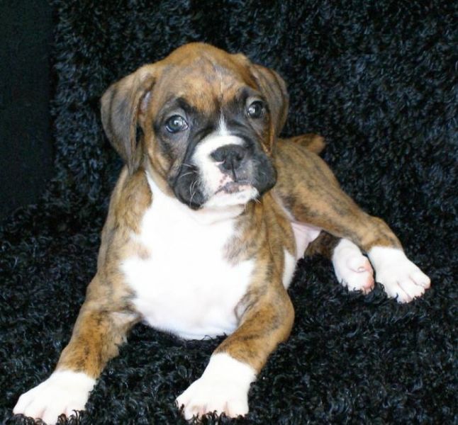  Regalo Cuccioli di Boxer