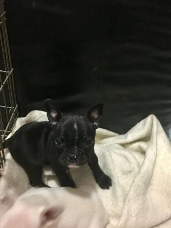 Stupendi cuccioli di Bouledogue Francese