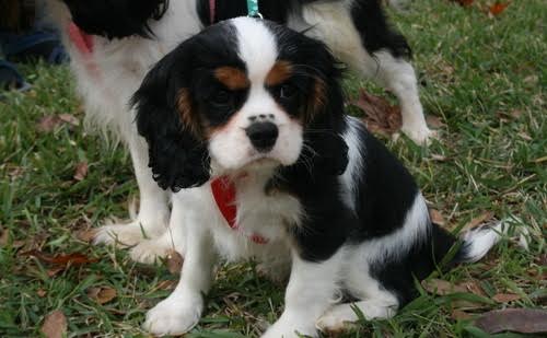 Cuccioli di Cavalier King Charles Spaniel