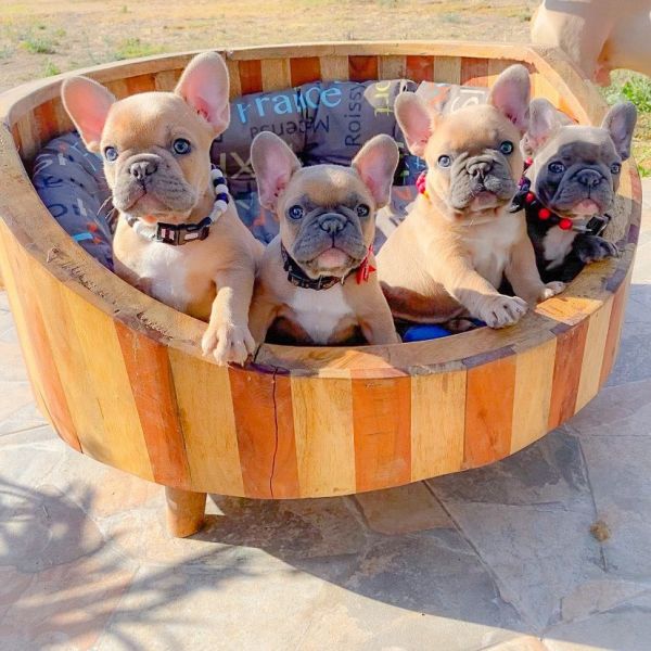 Dolcissimi cuccioli di Bulldog francese