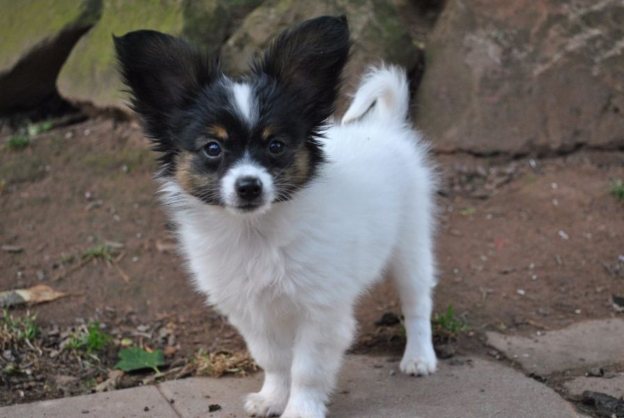 Bella e sani cuccioli di papillon per adozione (gratis)