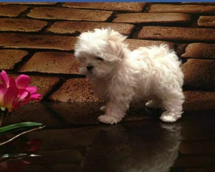 Cuccioli maltesi maschi e femmine super adorabili