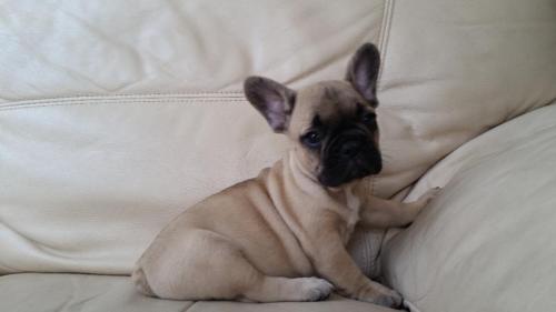 Bulldog Francese
