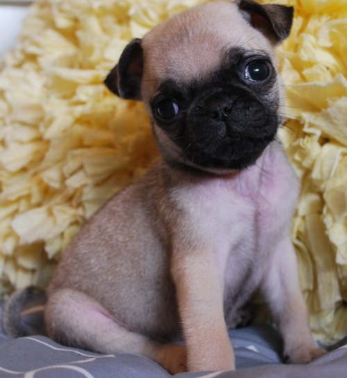  Regalo Cuccioli di Carlino