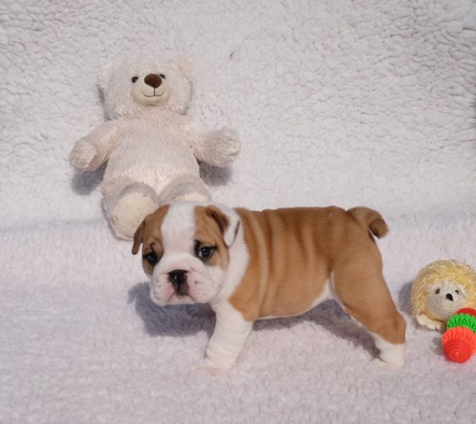 Regalo Bulldog inglese cuccioli disponibili