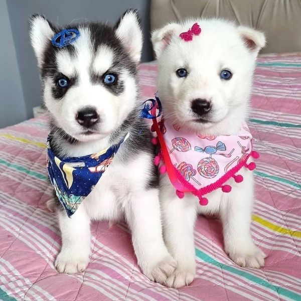 Cuccioli di husky siberiano addestrati a casa