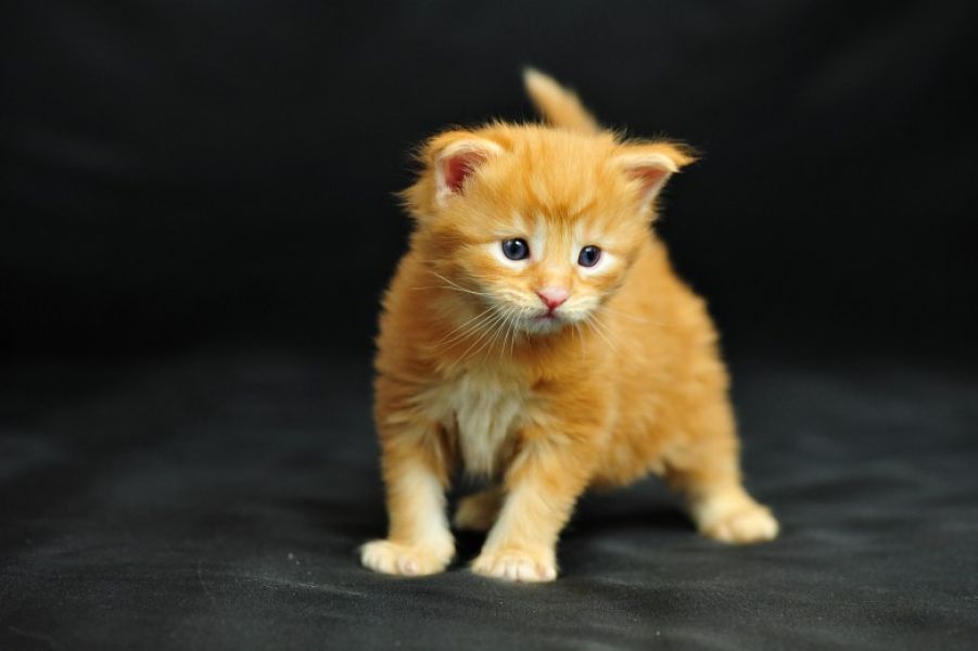   Maine coon gattino tipo