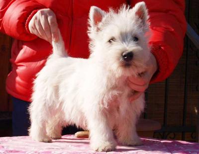 Adorabili cuccioli di West Highland
