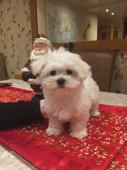 Cuccioli maltese mini toy con pedigree 