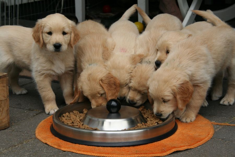Cuccioli di golden retriever disponibili