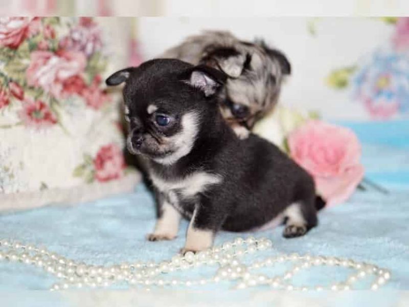 REGALO Cuccioli dolce e bella chihuahua toy