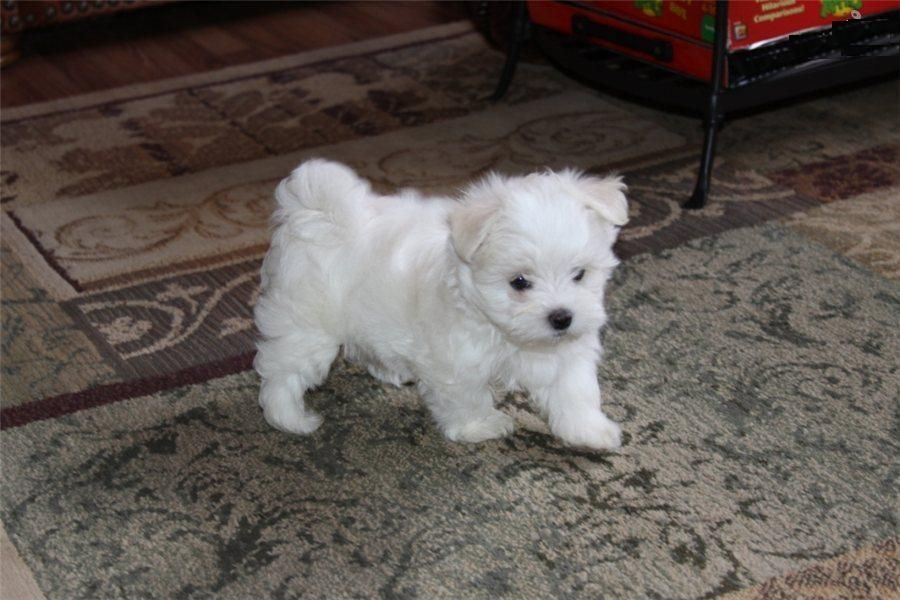Cuccioli maltese disponibili