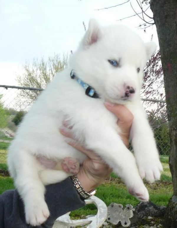  Regalo cuccioli Siberian Husky Maschio e Femmina.....