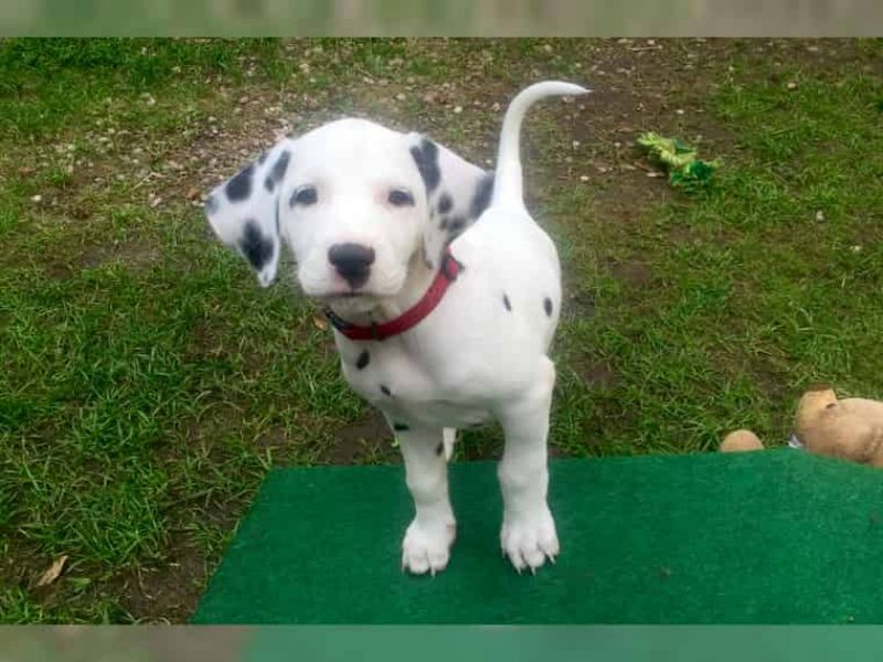Bella e sani cuccioli di dalmata per adozione (gratis) 
