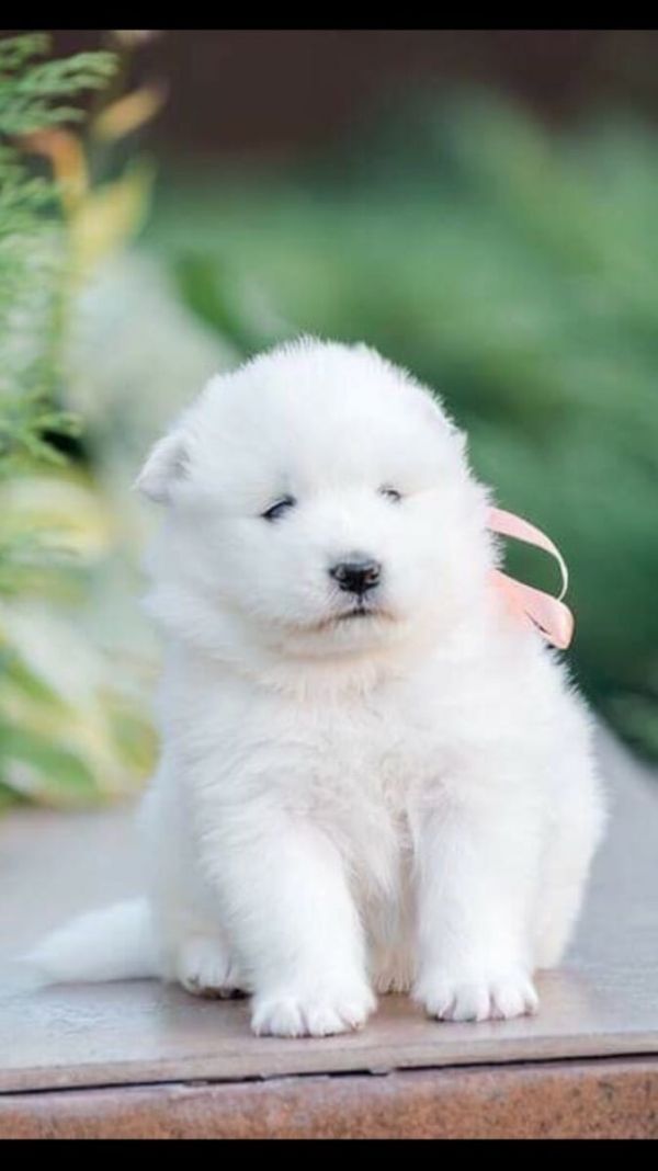 Bella e sani cuccioli di samoiedo per adozione (gratis)