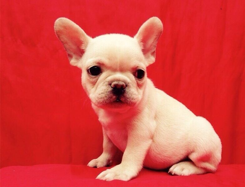 Bulldog Francese
