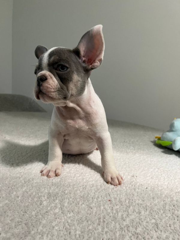 Disponibili splendidi cuccioli di bulldog francese E-MAIL  (marieiris783@gmail.com)    Splendidi cuc