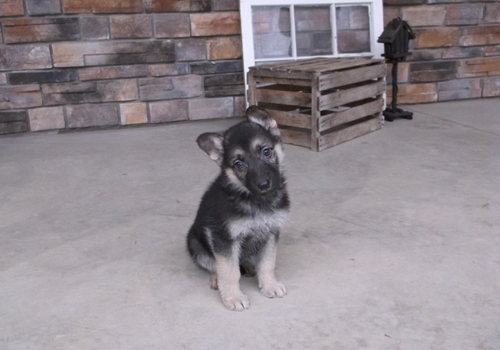  REGALO Cuccioli pastore tedesco